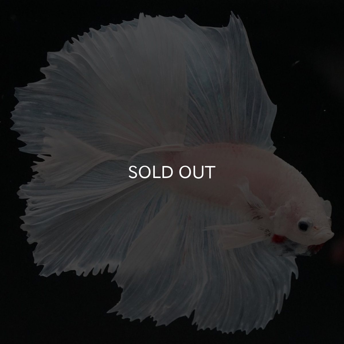 画像11: FM　ホワイト (11)