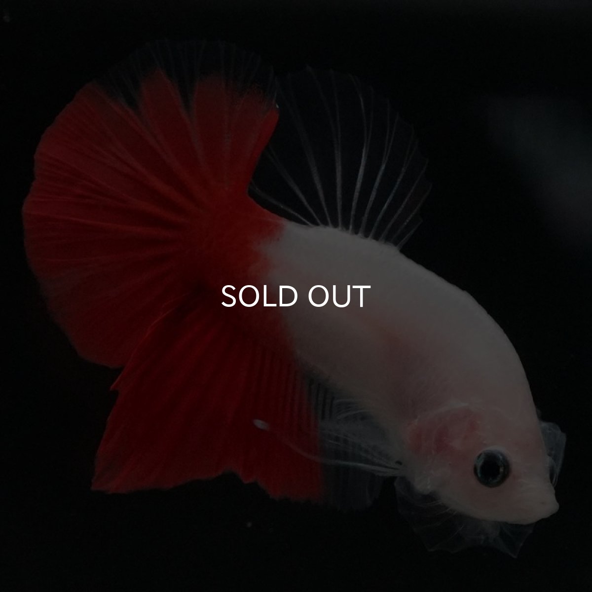 画像7: HMPK 紅白 (7)