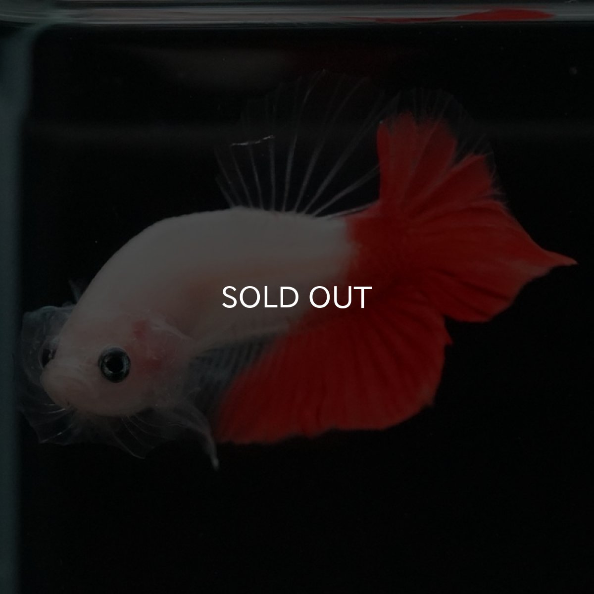 画像4: HMPK 紅白 (4)