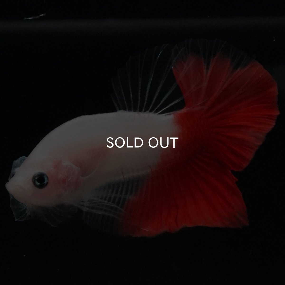 画像10: HMPK 紅白 (10)