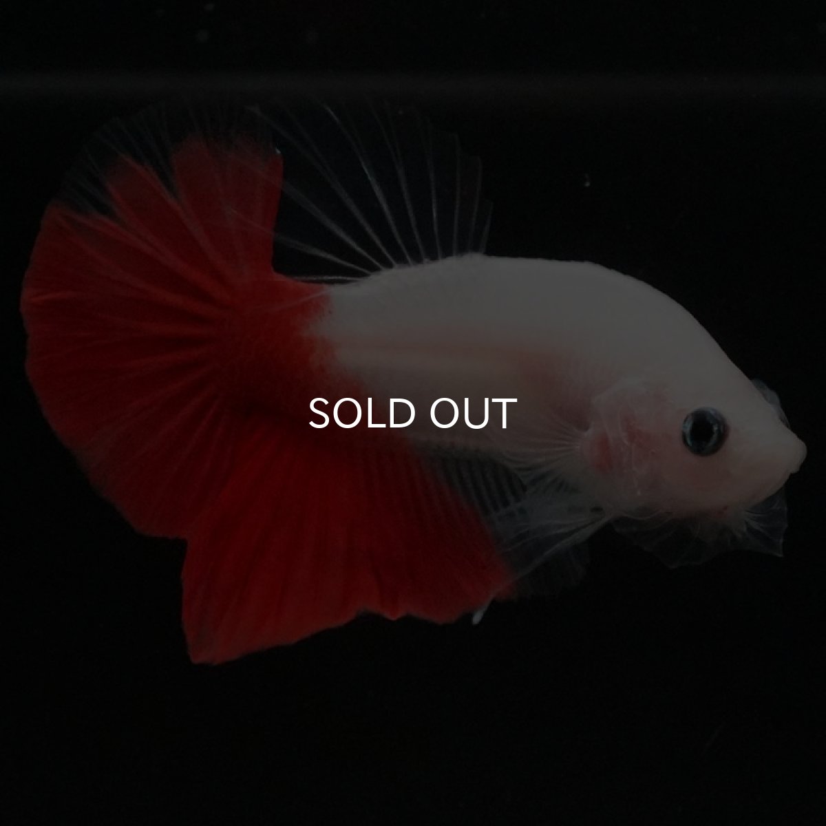 画像9: HMPK 紅白 (9)