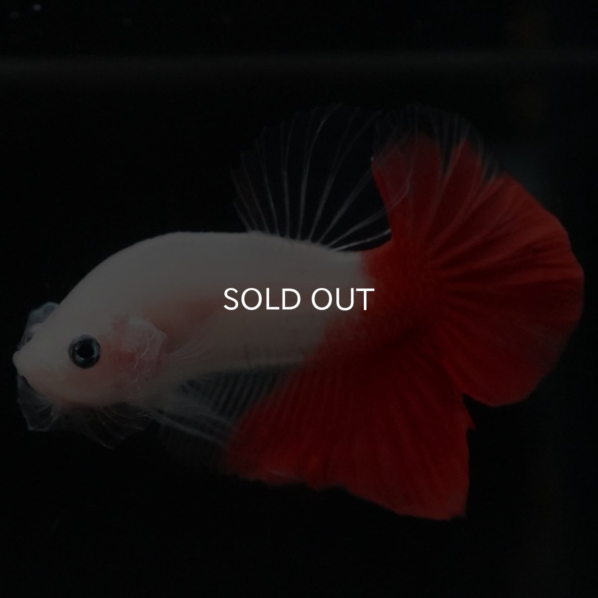 画像8: HMPK 紅白 (8)