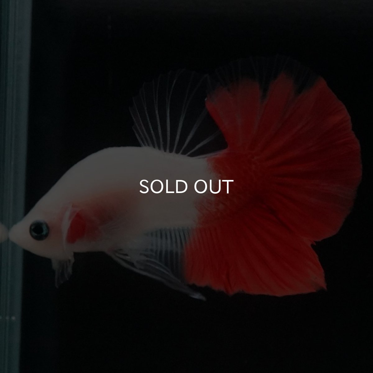 画像6: HMPK 紅白 (6)