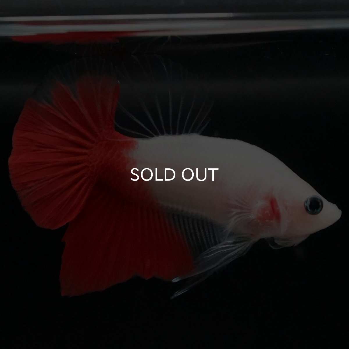 画像5: HMPK 紅白 (5)