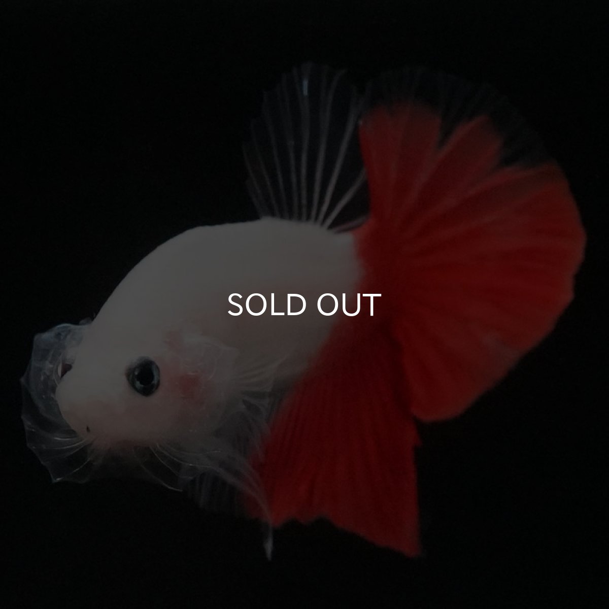 画像2: HMPK 紅白 (2)