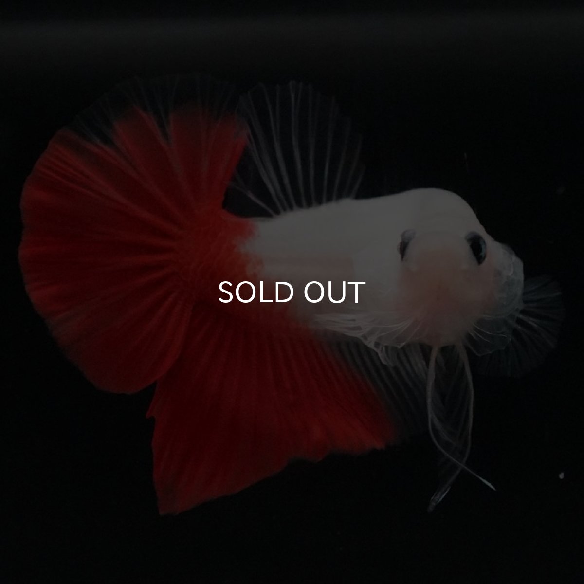 画像3: HMPK 紅白 (3)