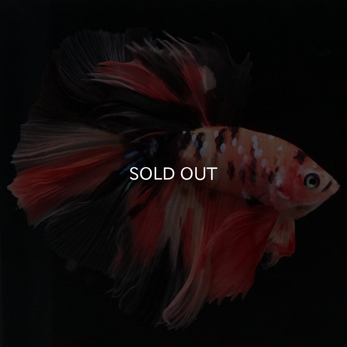 画像4: HM キャンディ (4)