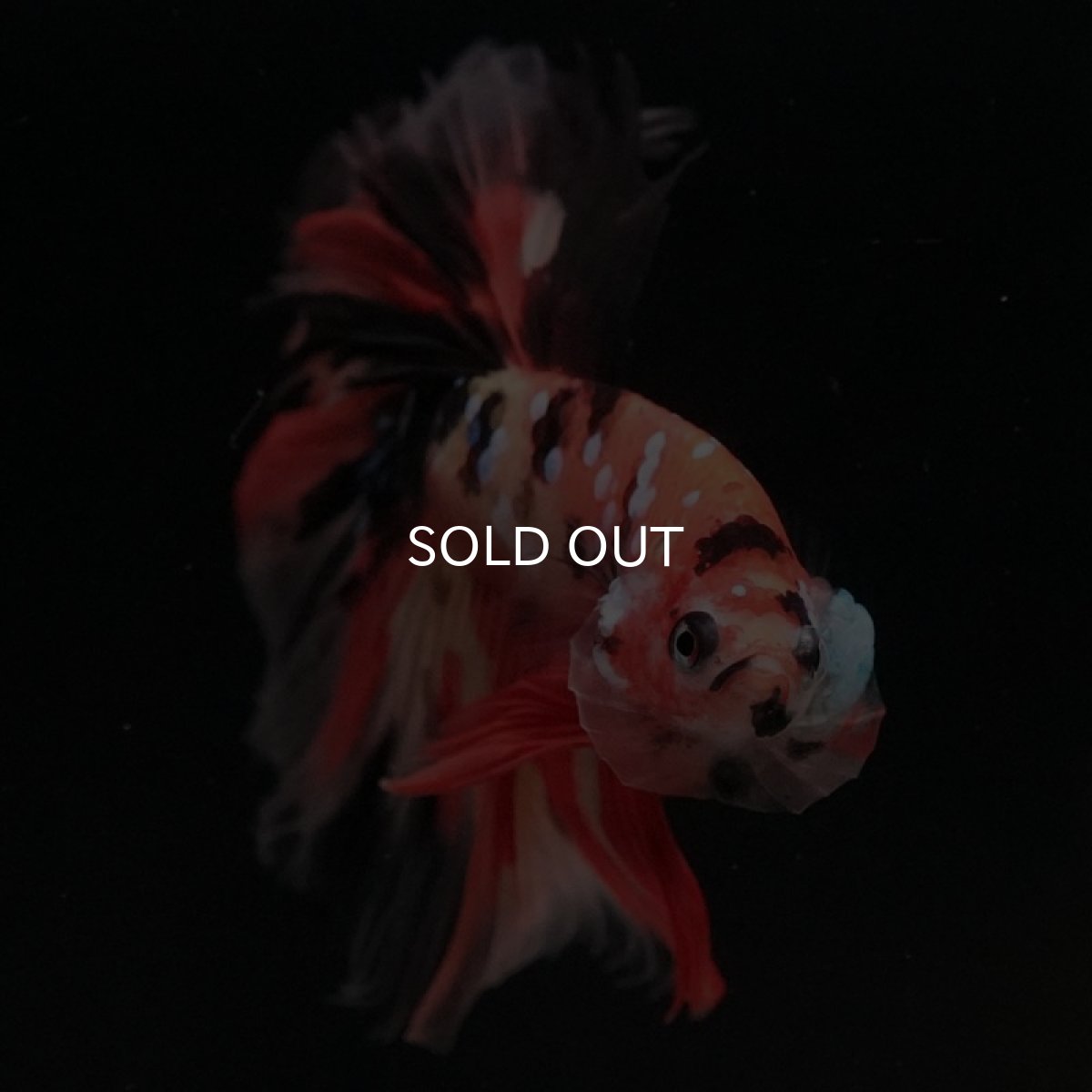 画像3: HM キャンディ (3)