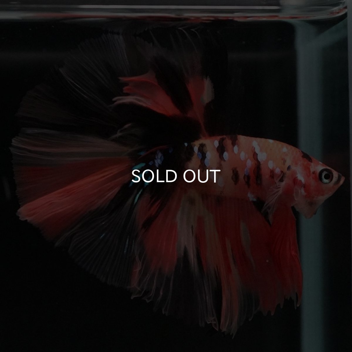 画像8: HM キャンディ (8)