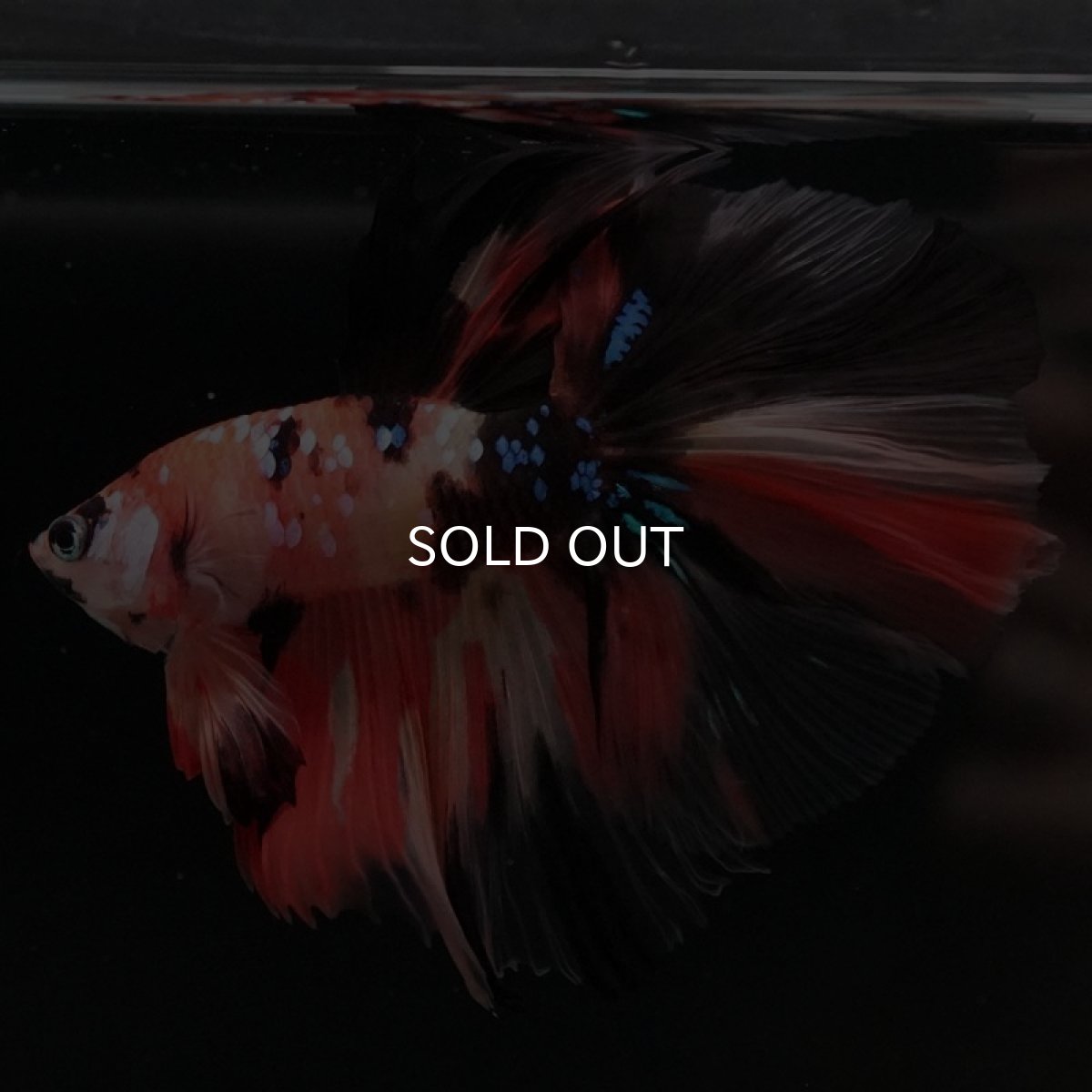 画像6: HM キャンディ (6)