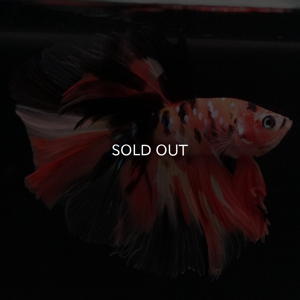 画像7: HM キャンディ (7)