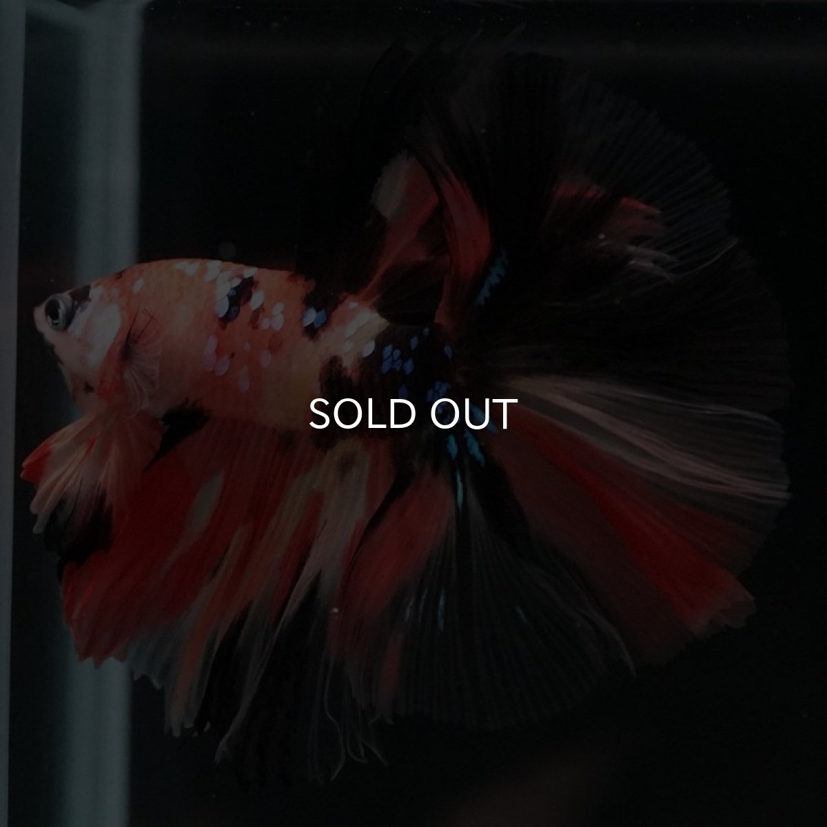 画像2: HM キャンディ (2)