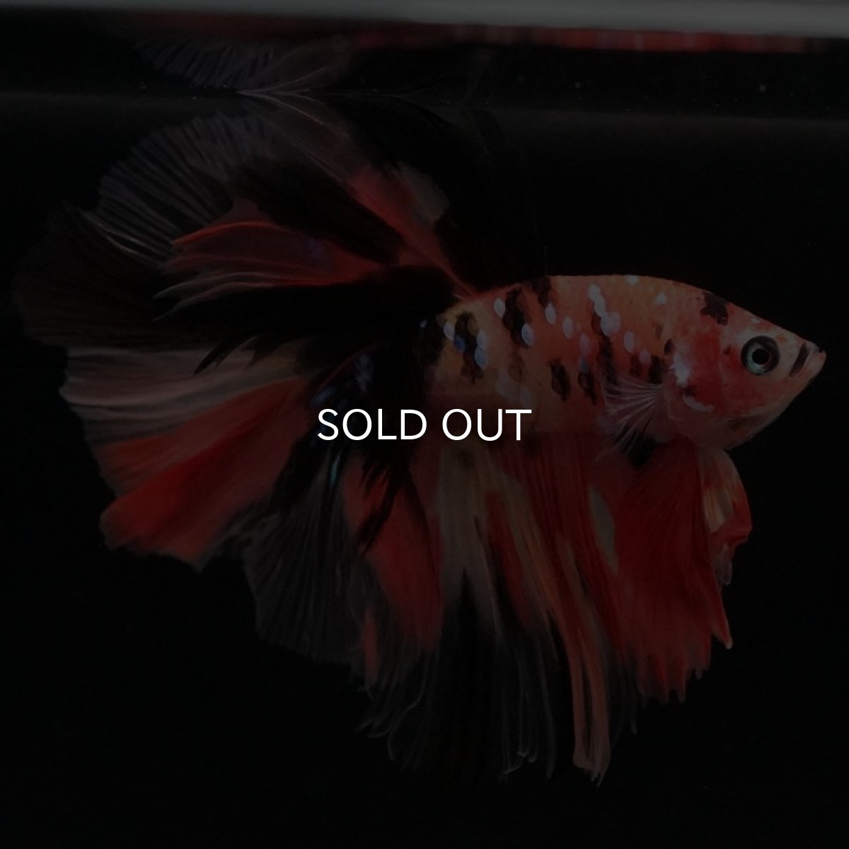 画像5: HM キャンディ (5)