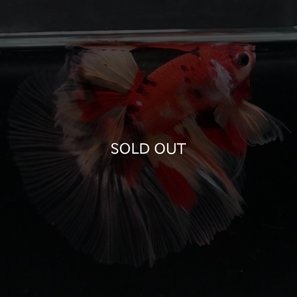 画像11: HM　ニモ　クリアフィン (11)