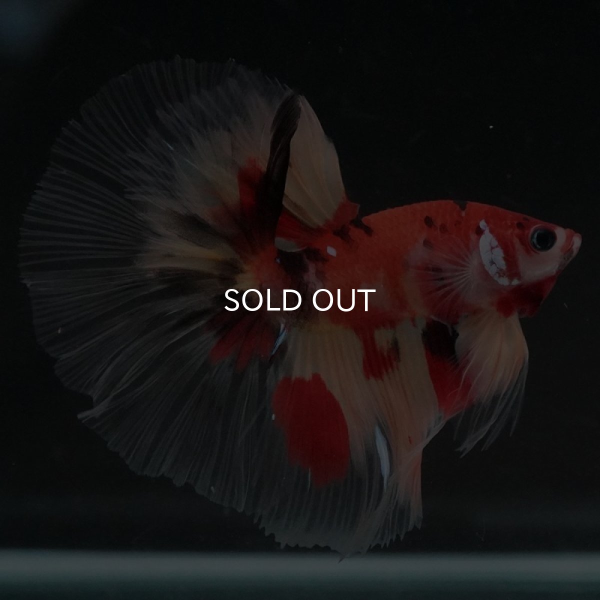 画像10: HM　ニモ　クリアフィン (10)