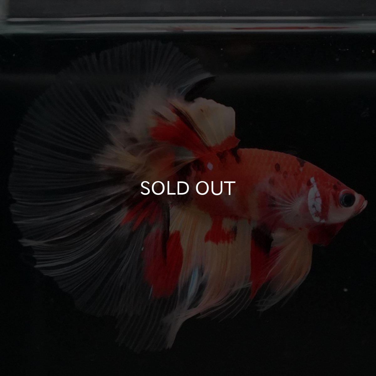 画像9: HM　ニモ　クリアフィン (9)