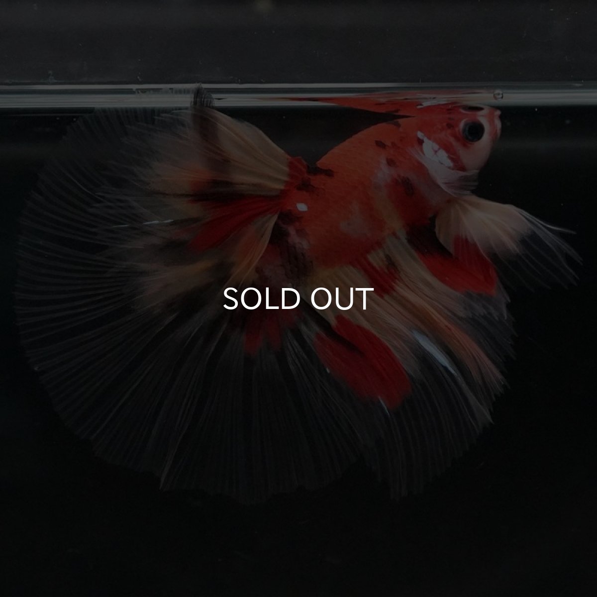 画像8: HM　ニモ　クリアフィン (8)