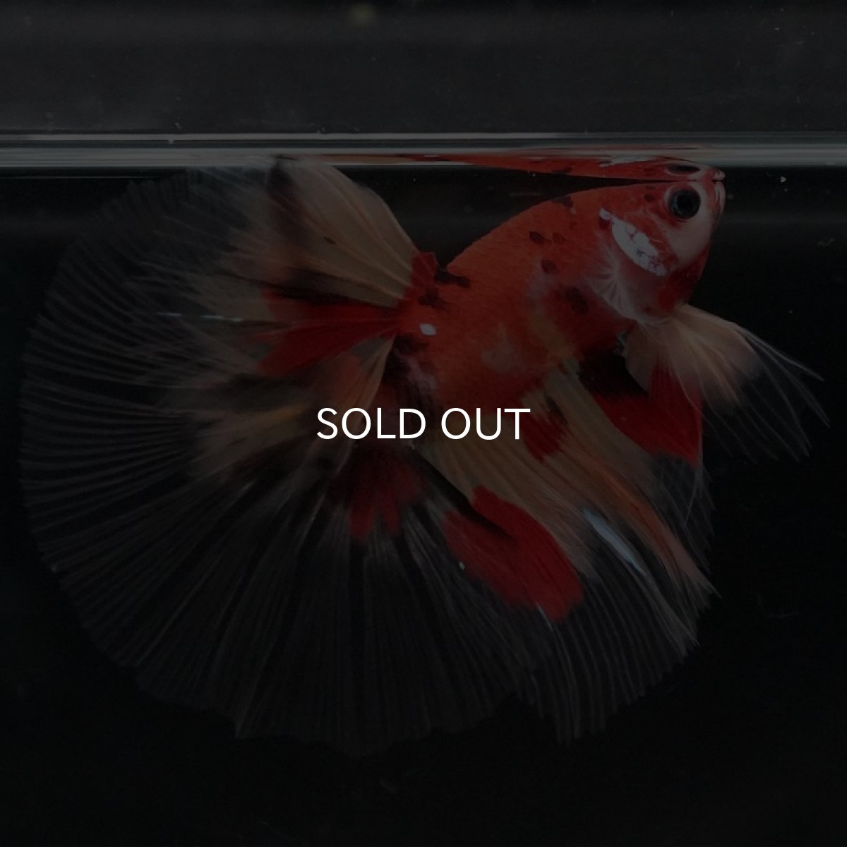 画像4: HM　ニモ　クリアフィン (4)