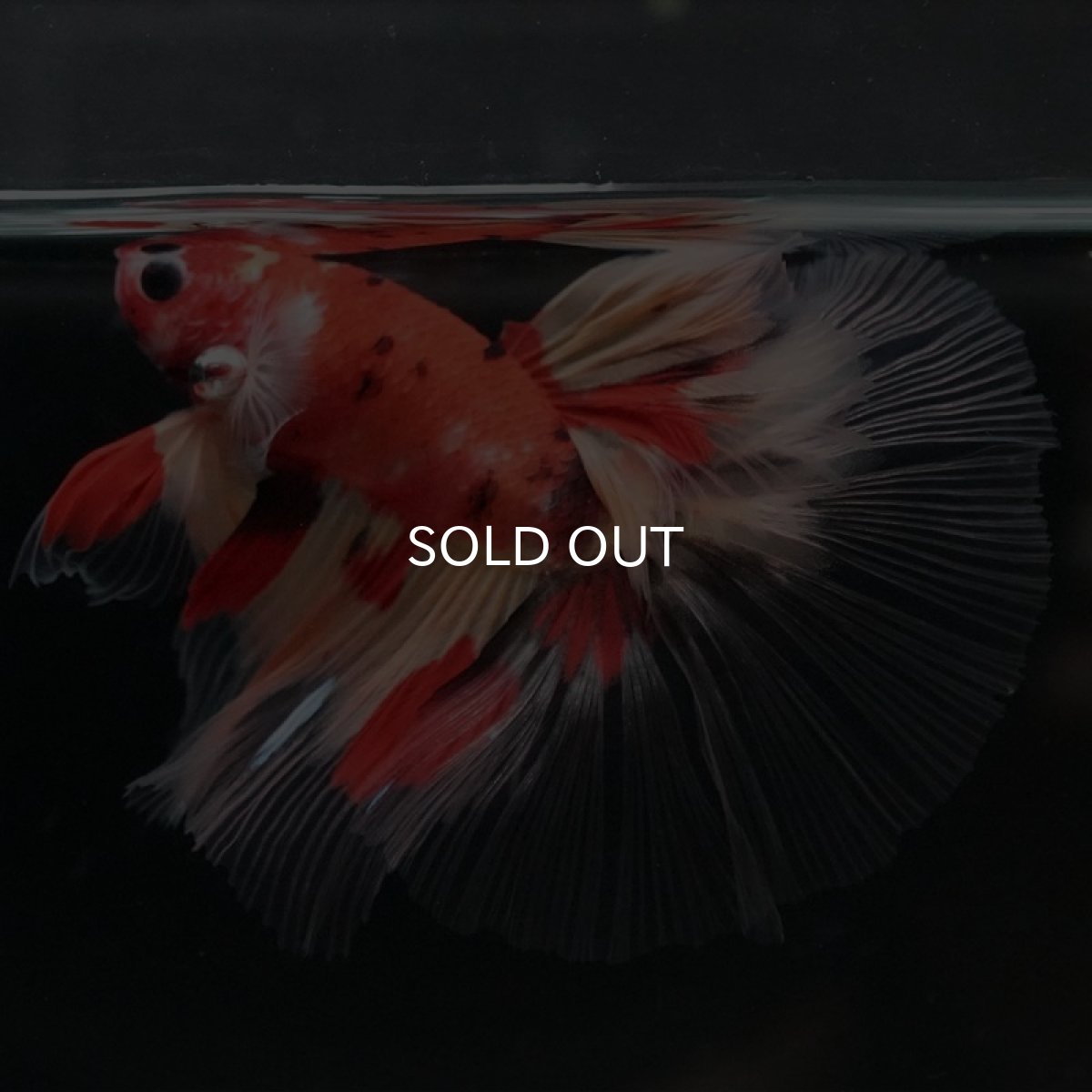 画像3: HM　ニモ　クリアフィン (3)