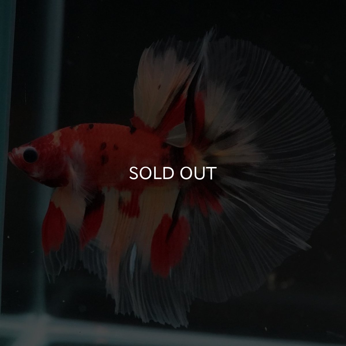 画像7: HM　ニモ　クリアフィン (7)