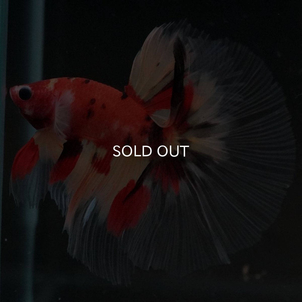 画像5: HM　ニモ　クリアフィン (5)