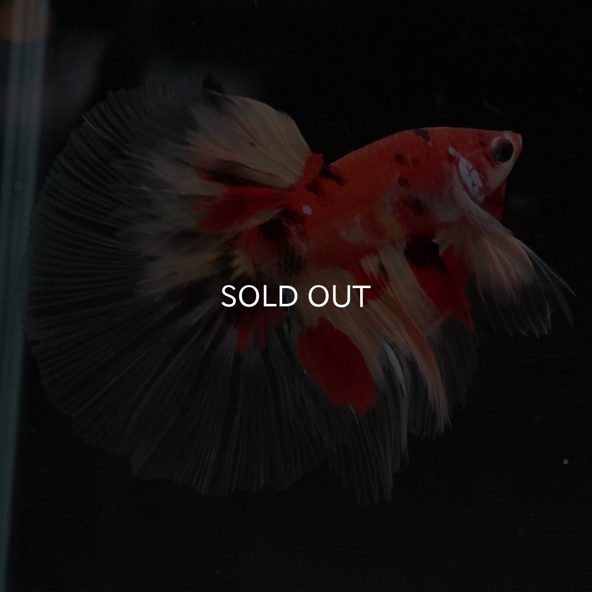 画像2: HM　ニモ　クリアフィン (2)