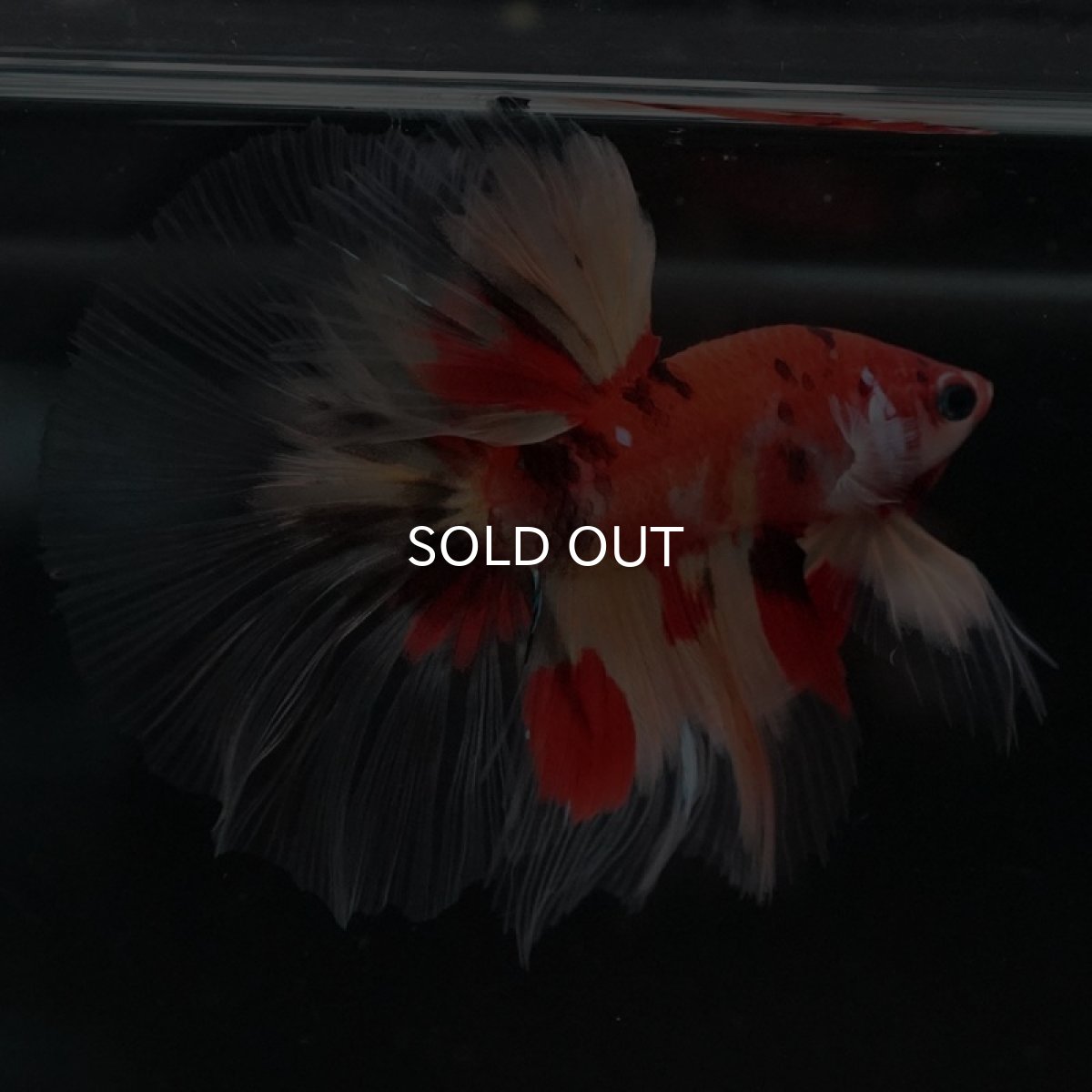 画像6: HM　ニモ　クリアフィン (6)