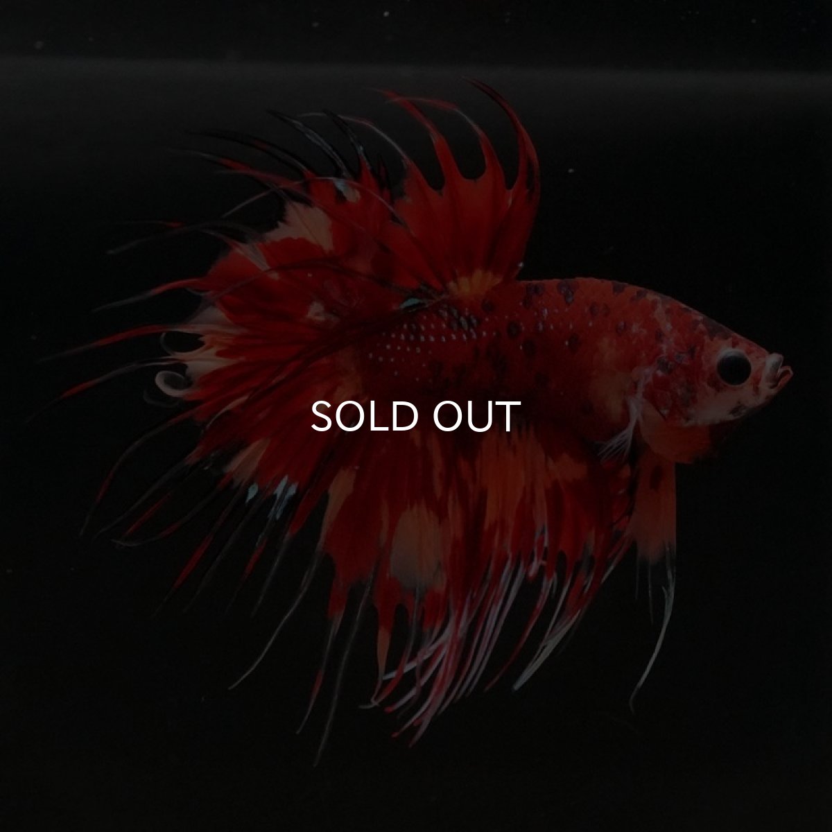 画像6: CT　キャンディ (6)