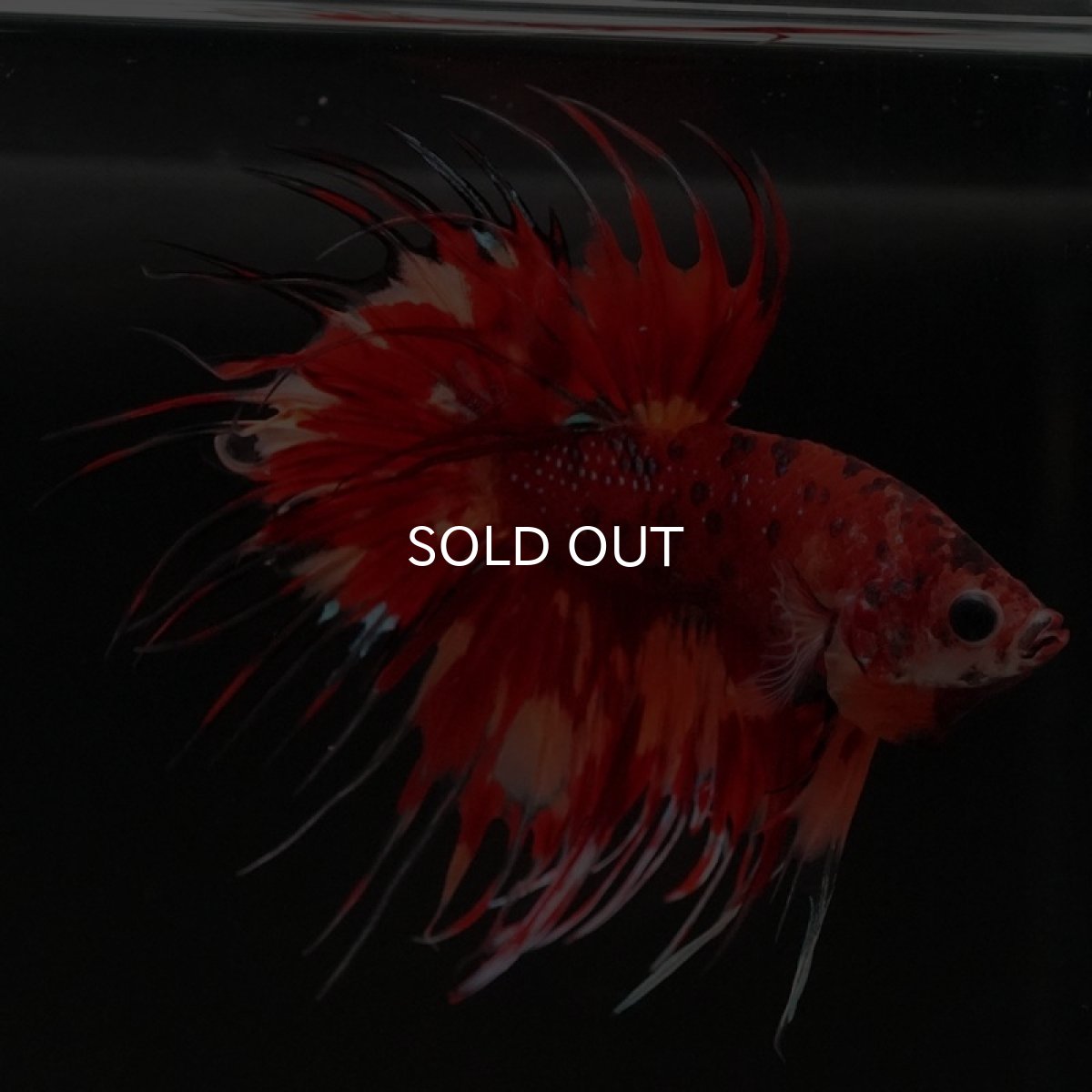 画像5: CT　キャンディ (5)