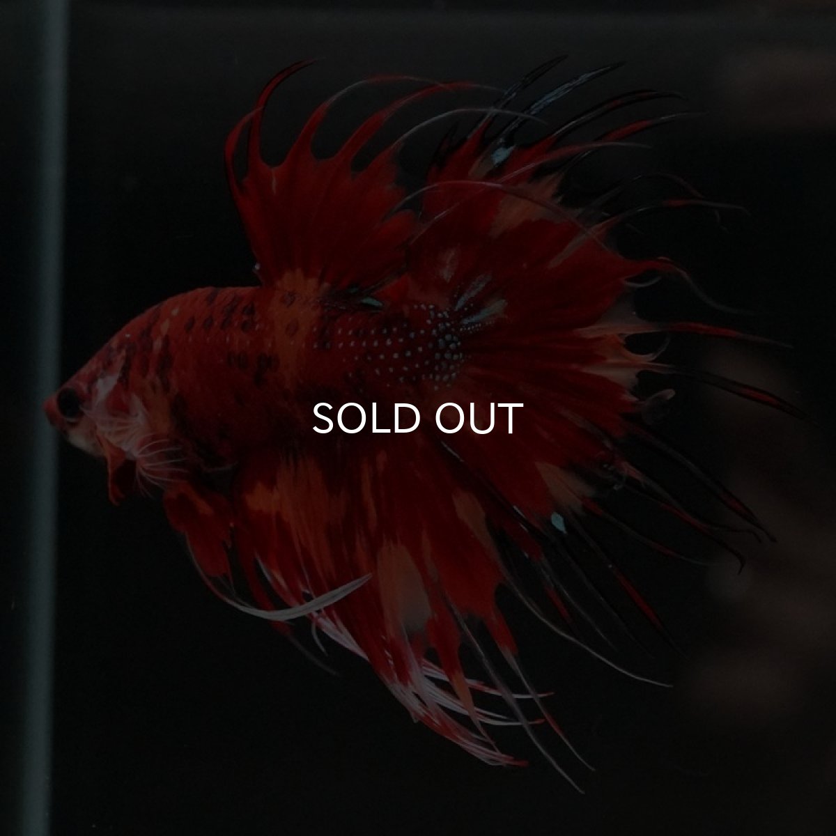 画像4: CT　キャンディ (4)