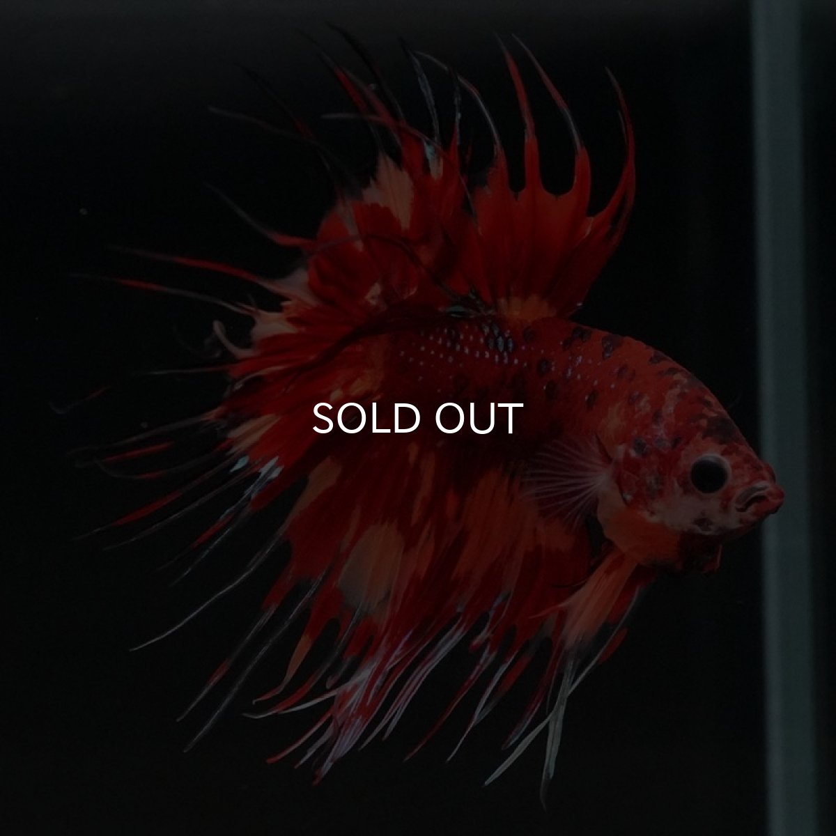 画像3: CT　キャンディ (3)