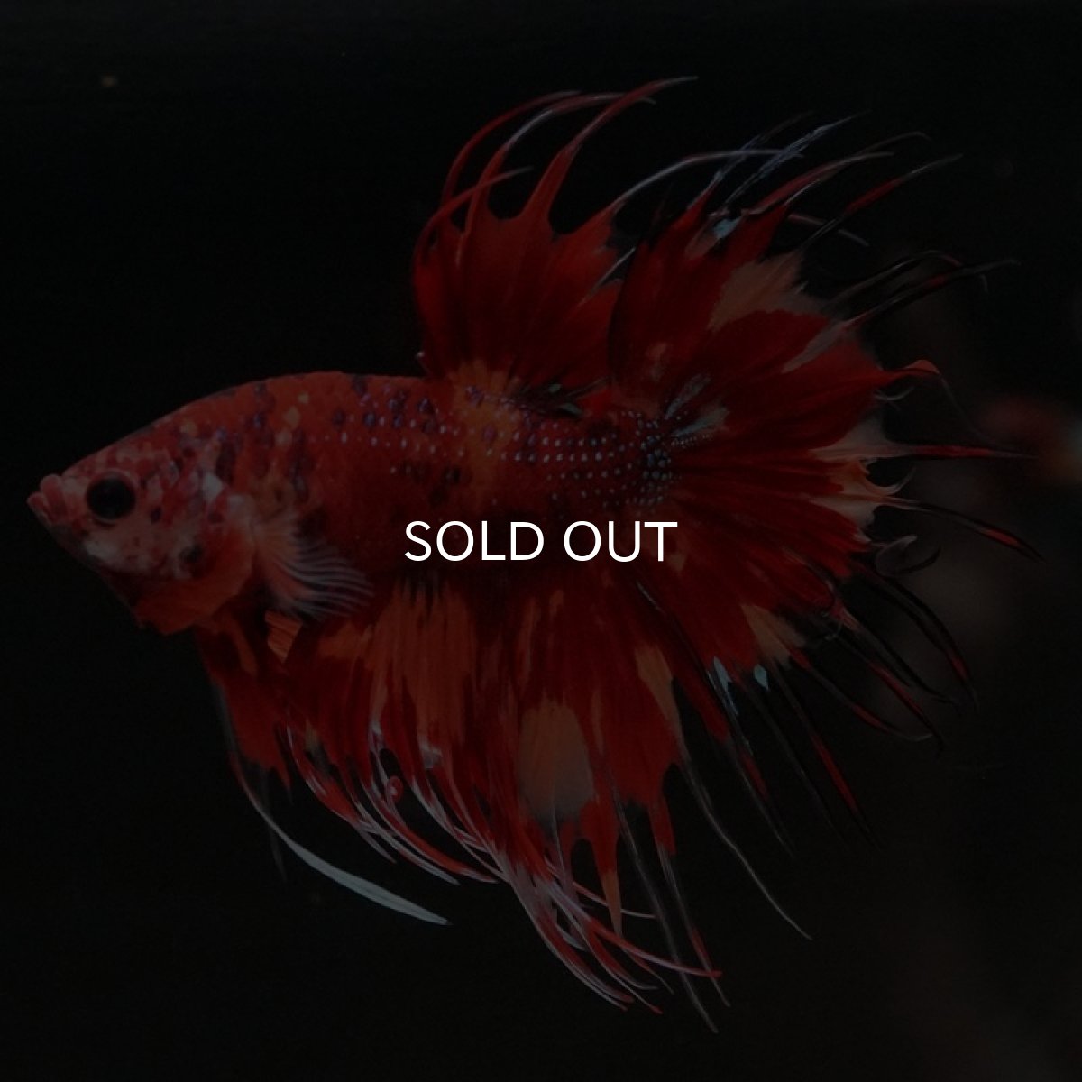 画像2: CT　キャンディ (2)