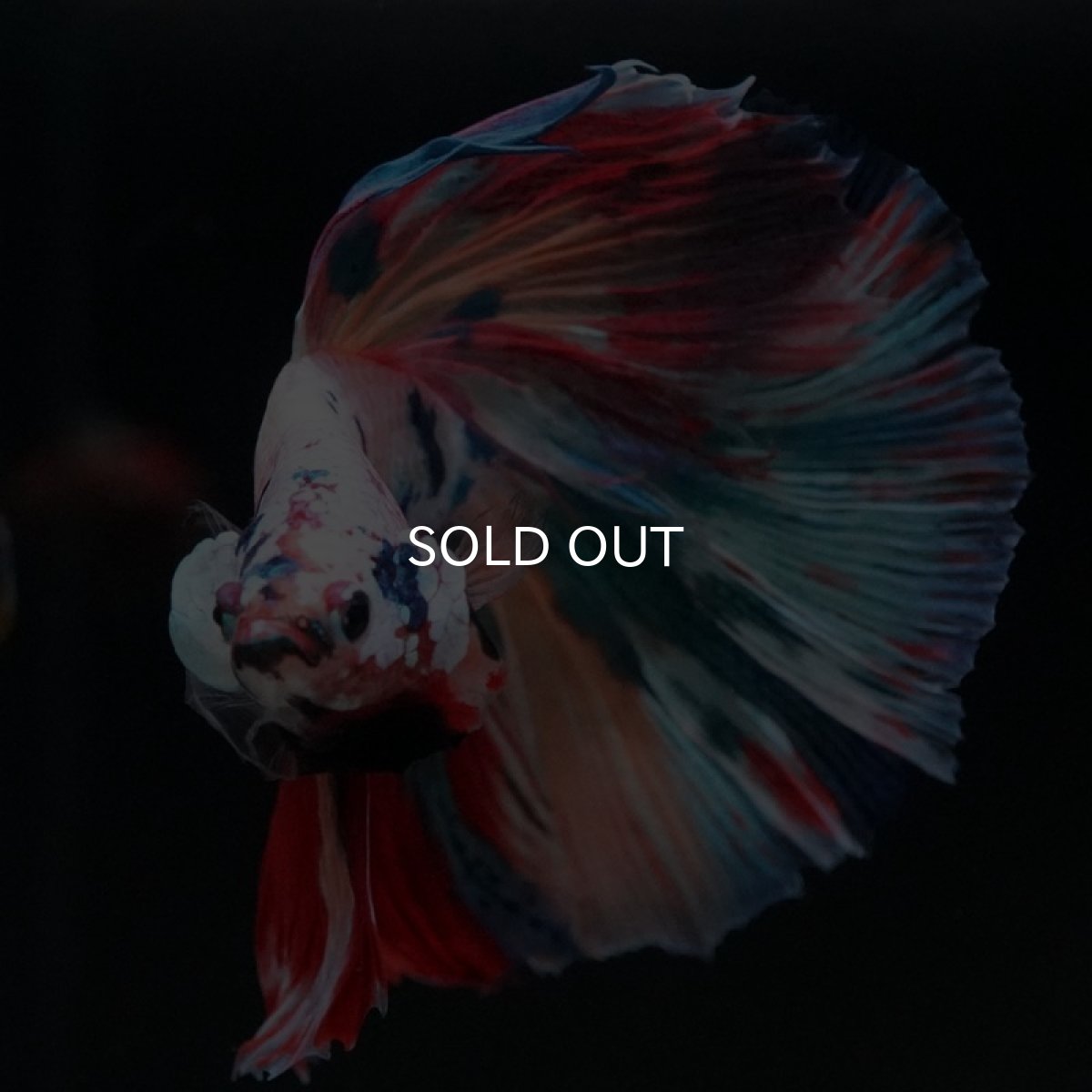 画像11: HM　キャンディレインボー (11)