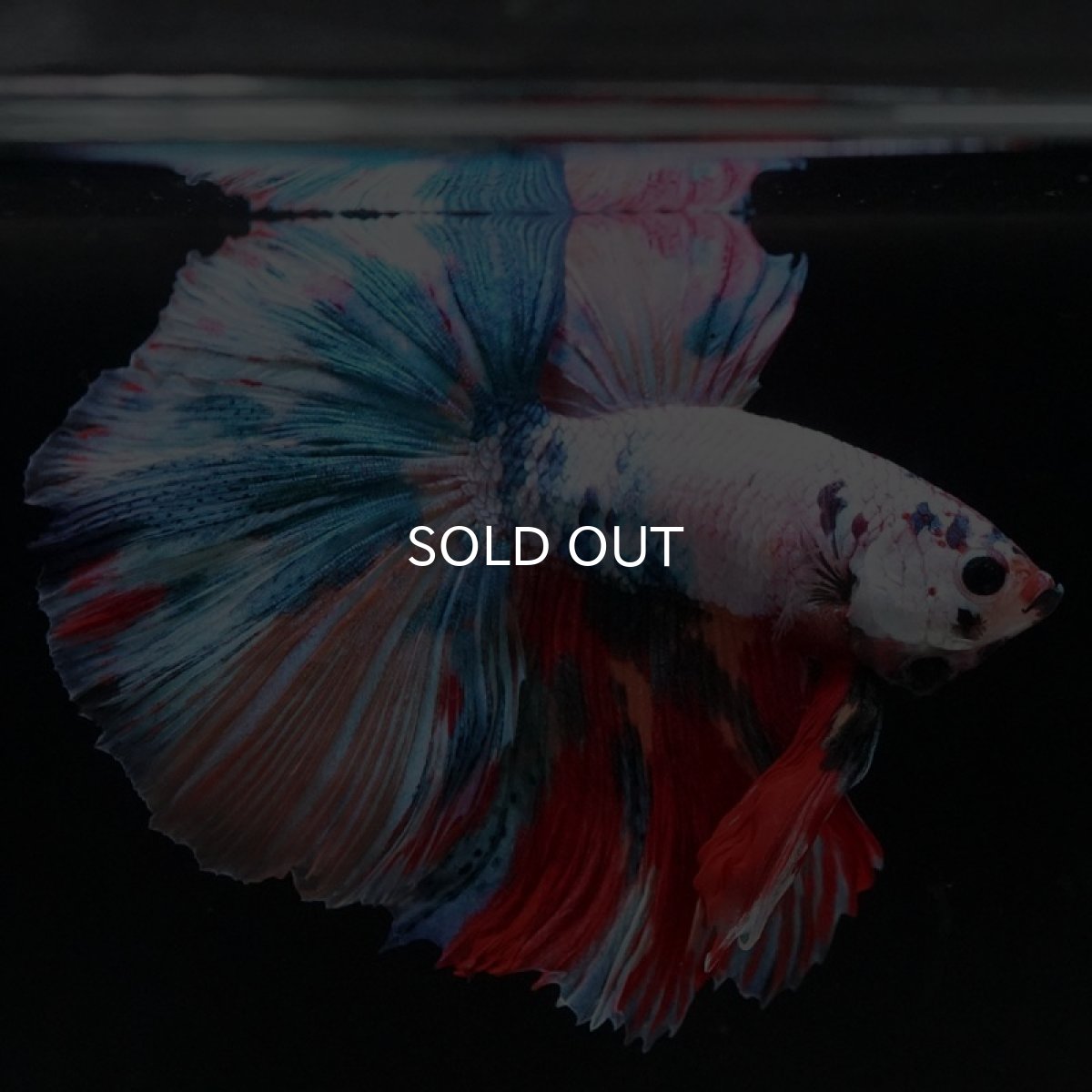 画像4: HM　キャンディレインボー (4)