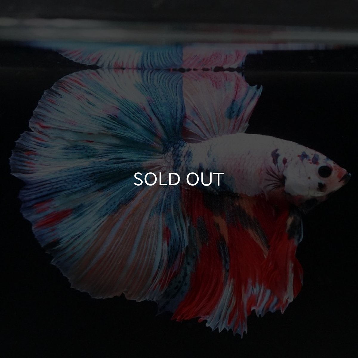 画像6: HM　キャンディレインボー (6)