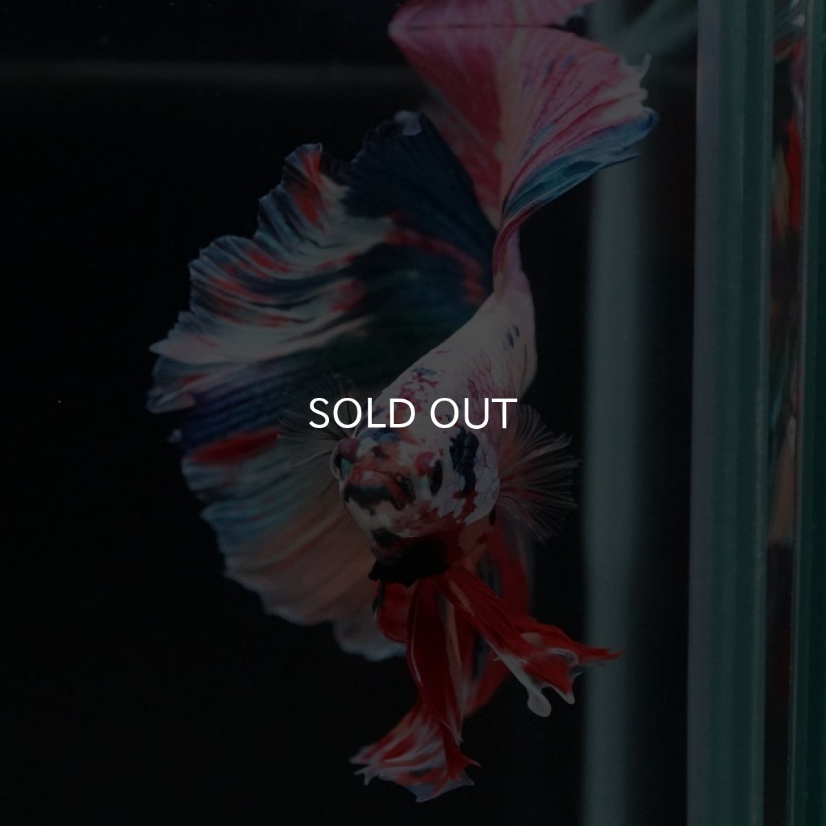 画像3: HM　キャンディレインボー (3)