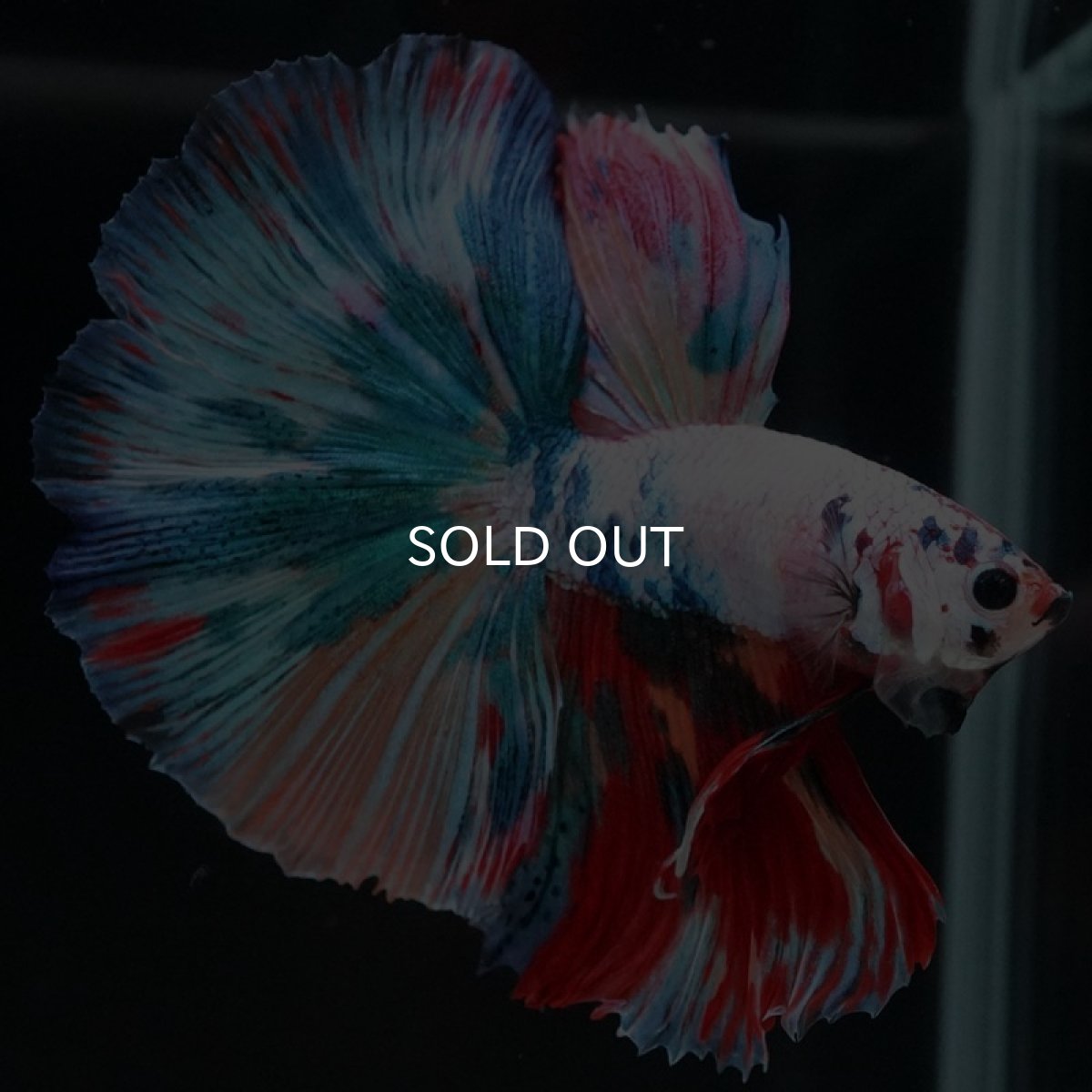 画像8: HM　キャンディレインボー (8)