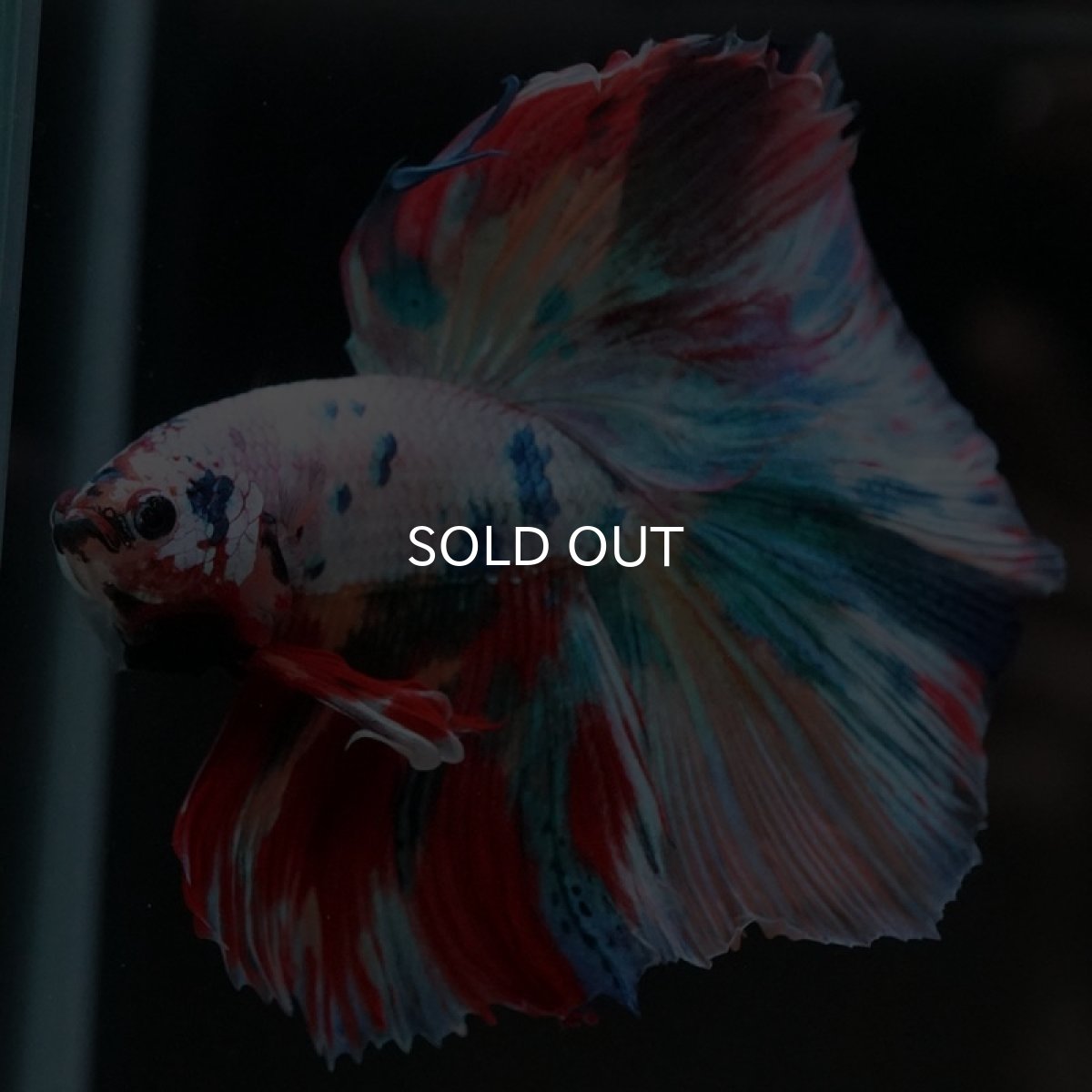 画像9: HM　キャンディレインボー (9)