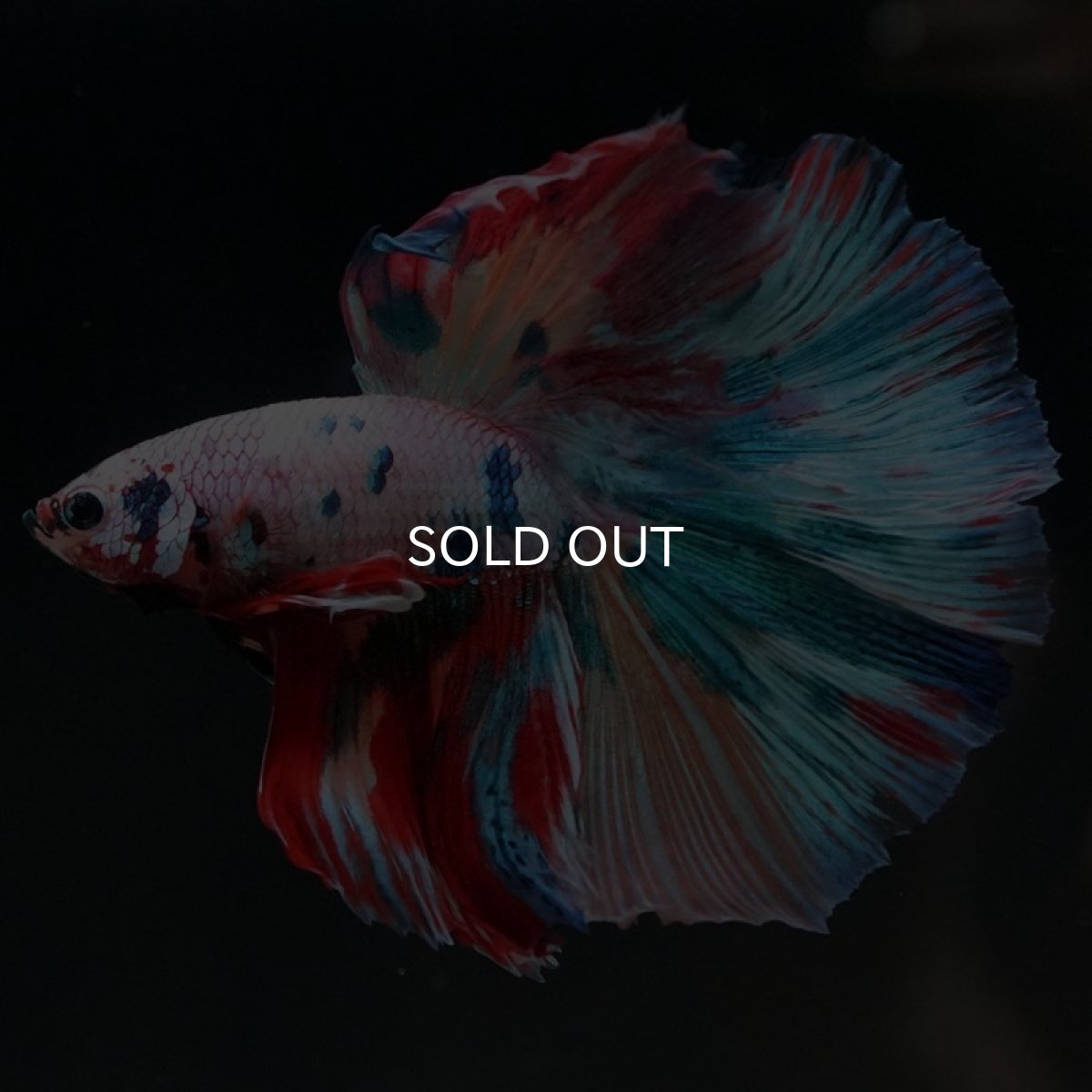 画像7: HM　キャンディレインボー (7)