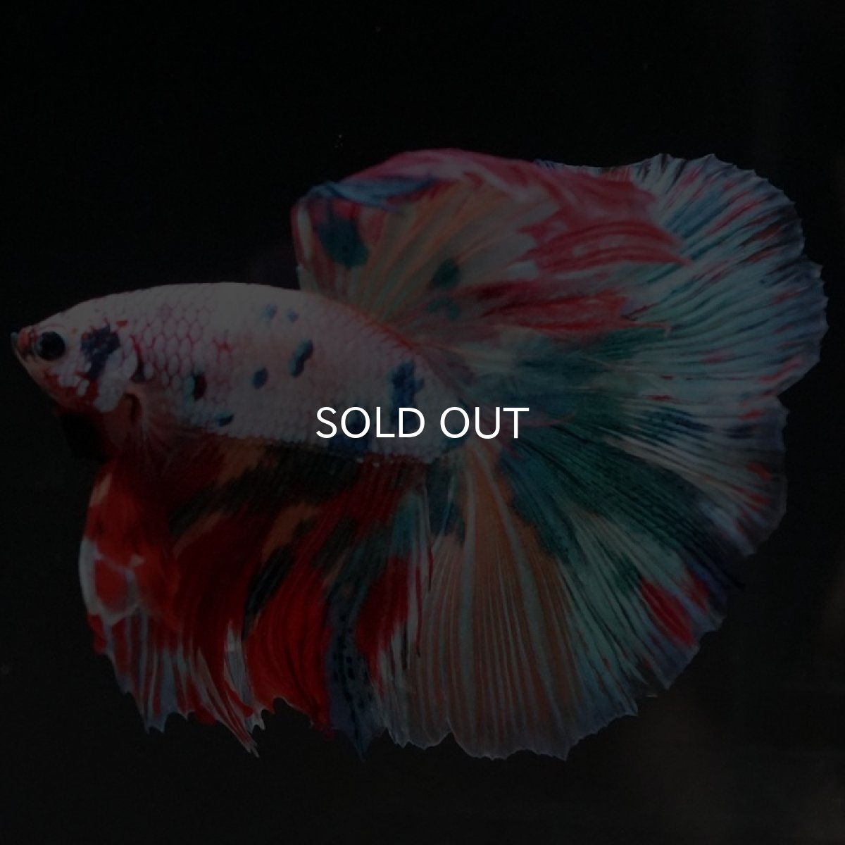 画像2: HM　キャンディレインボー (2)