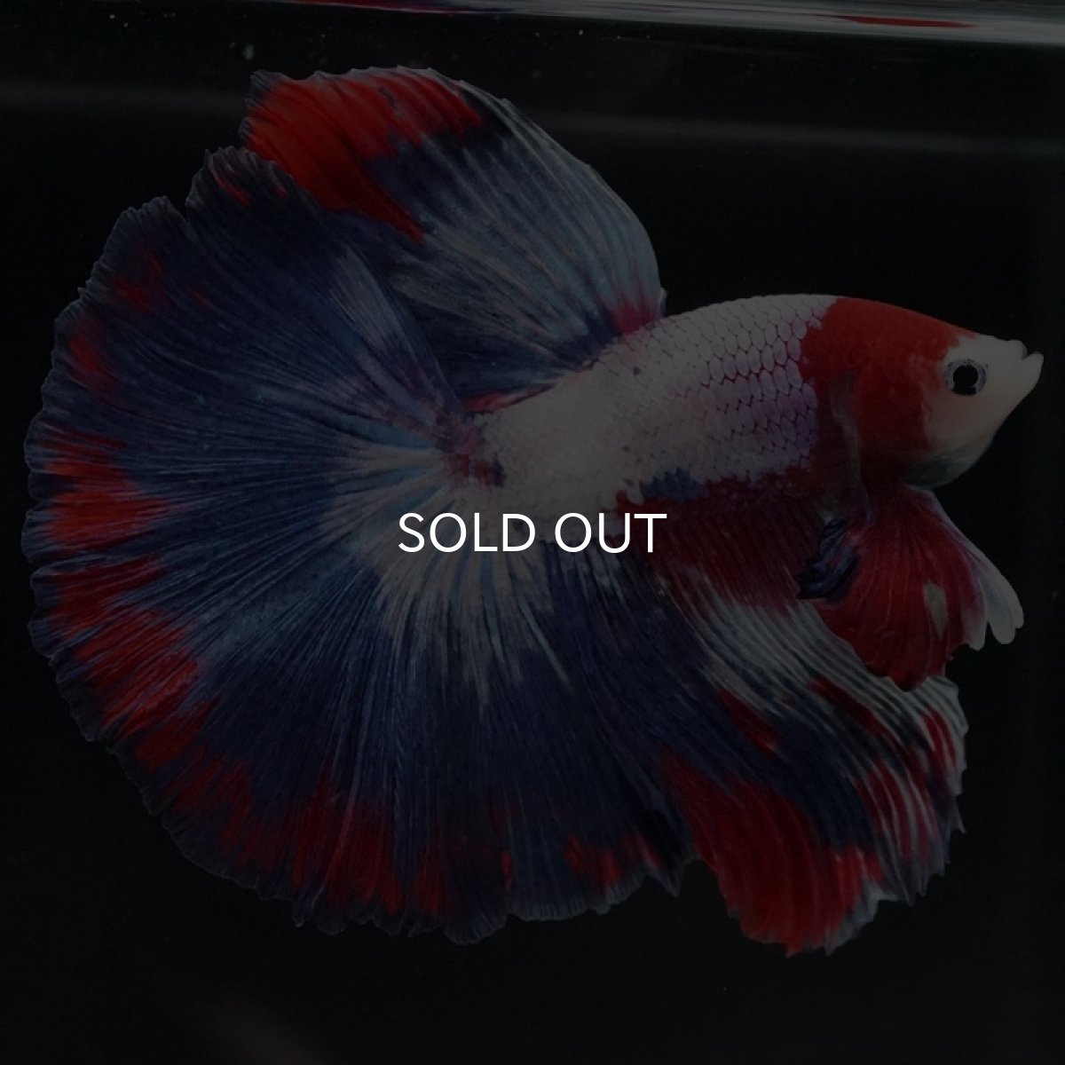 画像6: HM　ファンシー (6)