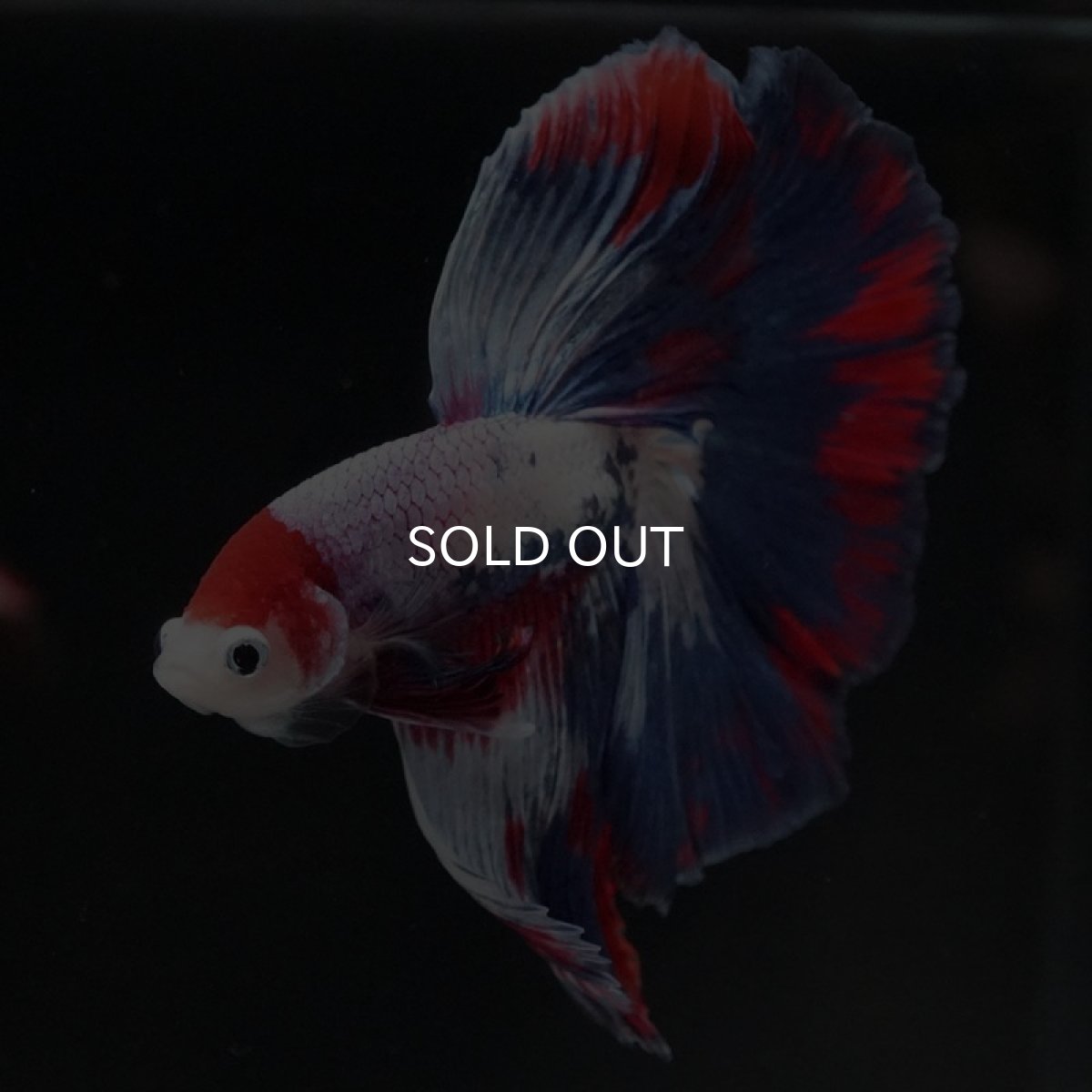 画像4: HM　ファンシー (4)