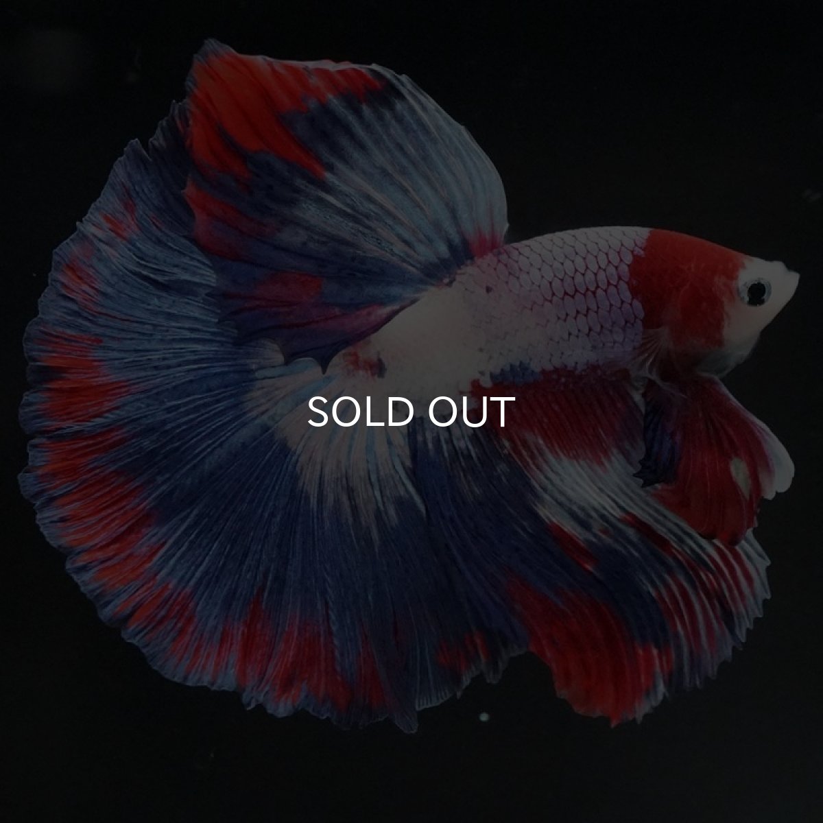 画像5: HM　ファンシー (5)