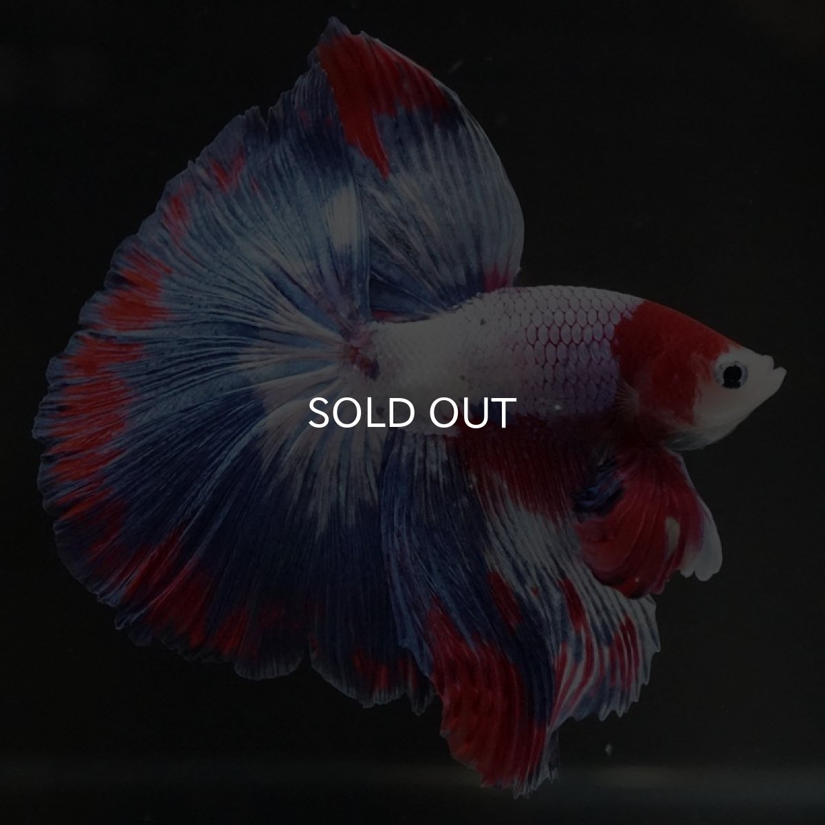 画像3: HM　ファンシー (3)