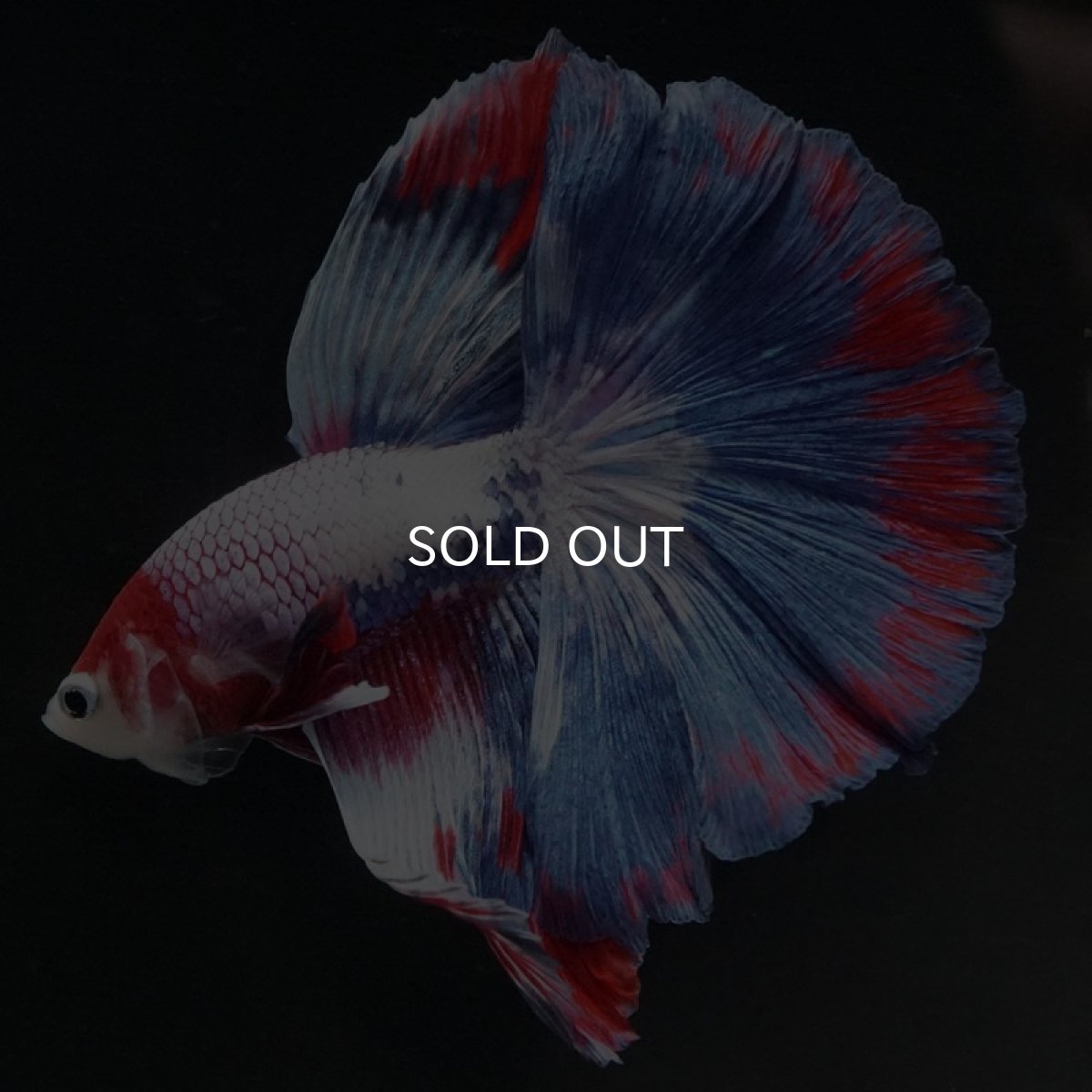 画像2: HM　ファンシー (2)