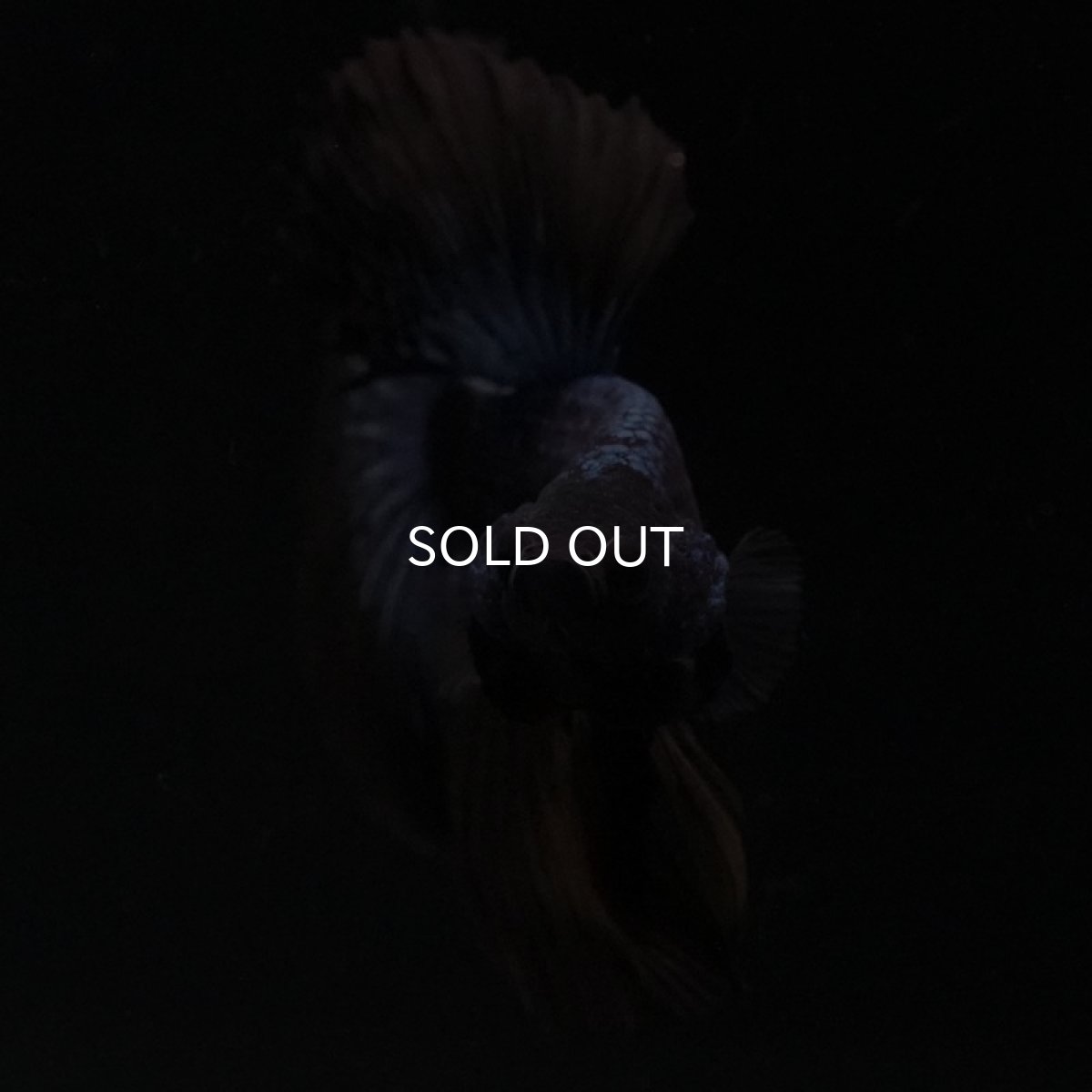 画像9: HM ブルーブラック (9)