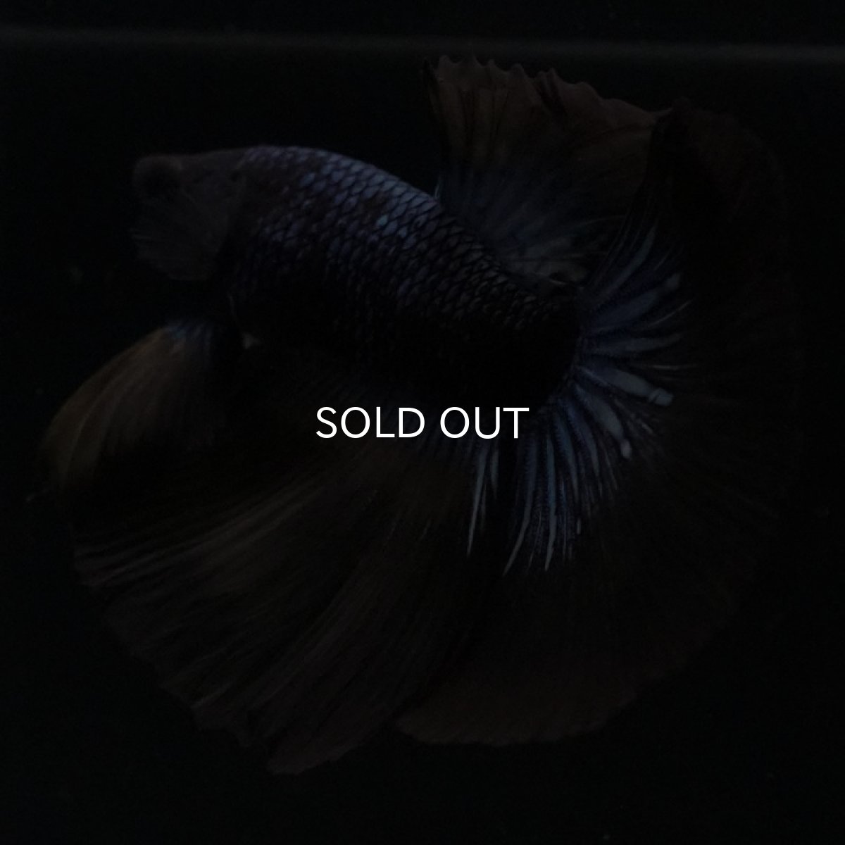 画像8: HM ブルーブラック (8)