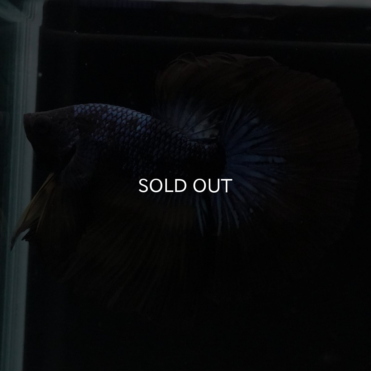 画像7: HM ブルーブラック (7)