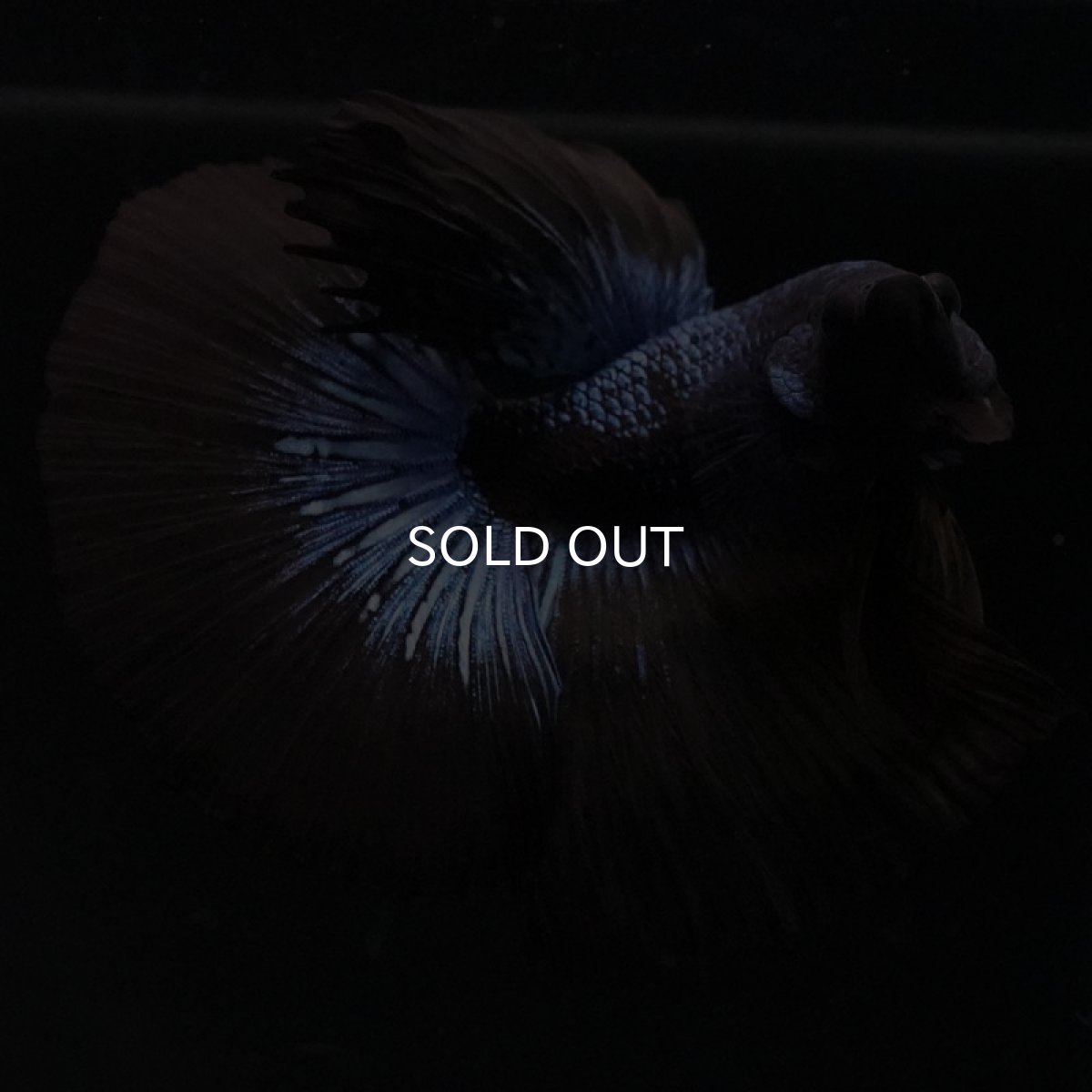 画像4: HM ブルーブラック (4)