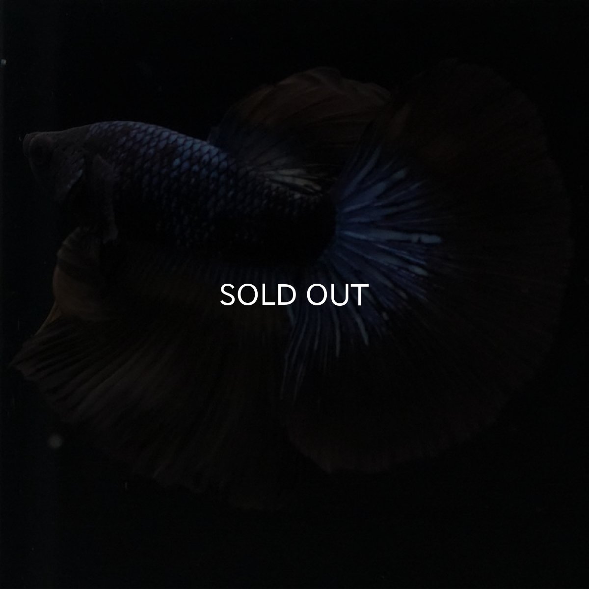 画像5: HM ブルーブラック (5)